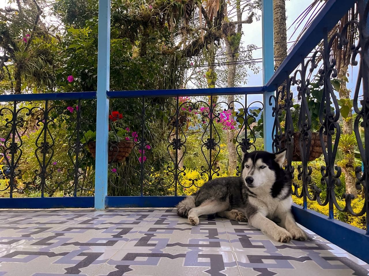 Davinchi — El husky de la casa